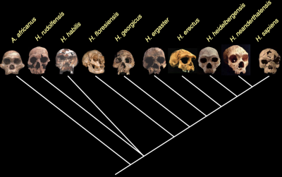 Homo_Phylogeny.PNG