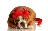 bulldog-anglais-d-guis-comme-un-diable-rouge.jpg
