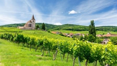 229005987-ribeauville-riquewihr-entre-foret-et-vignoble-1-1600x900.jpeg