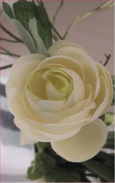 rose blanche pucelage de jeanne1593.JPG