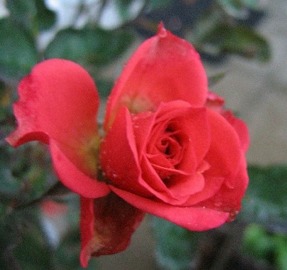 rose rouge.jpg