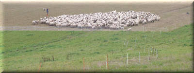 DSCF0731 berger moutons.png