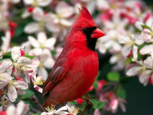 Cardinal du nord.jpg